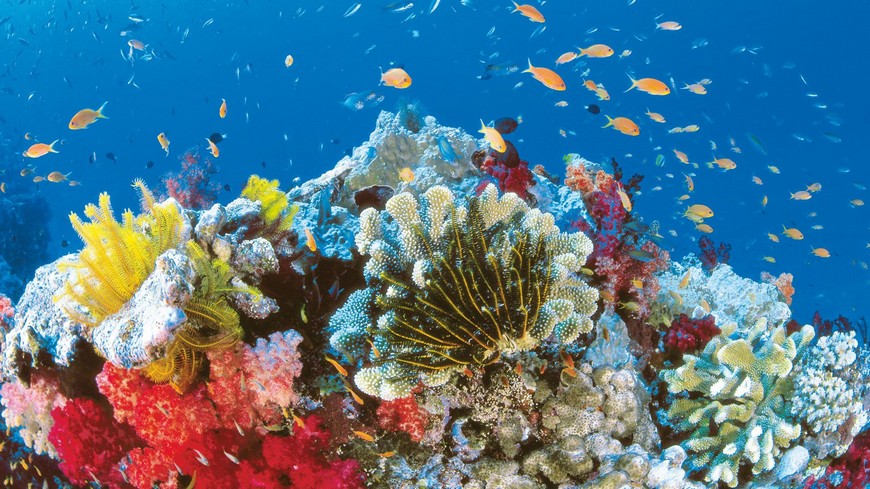 5 Wonders of The Underwater World That Will Leave You Breathless | PullCast