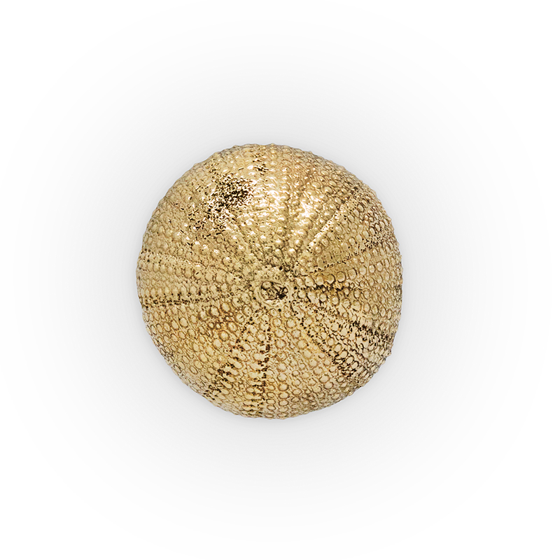 Product of the Week - Urchin Drawer Handle